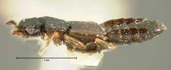 Media type: image;   Entomology 6557 Aspect: habitus lateral view